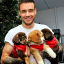 falsettokingliam avatar