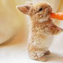 famous-diplomat avatar