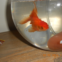 famousartisanpost-blog-blog avatar