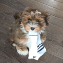 famousclowngardener avatar