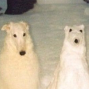 famouslandbird avatar