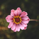 famouspeanutbouquetsblog-blog avatar