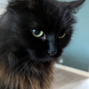 fan-of-a-lot-of-things avatar