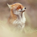 fanatic-queen avatar