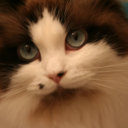 fancycatshenanigans avatar