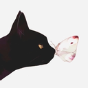 fancyfelinefeast avatar