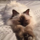 fancymilkshakeearthquake avatar