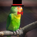 fancyparrot avatar