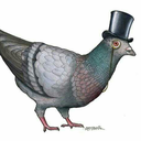 fancypigeonstuff avatar