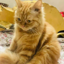 fancypolicearcade avatar