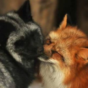 fancysilverfox avatar