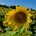 fancytoadsstuff avatar