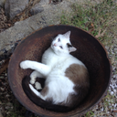 fandanglewolf avatar