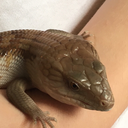 fandom-terror avatar