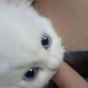 fandomsfuckoff avatar