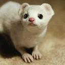 fandomstuffff avatar