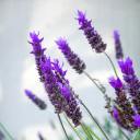 fanfic-enjoyer123 avatar