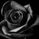 fanficfeaster avatar