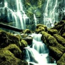 fangirlstudies avatar