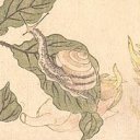 fannish-snailien avatar