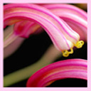 fannishmagpie avatar