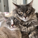 fanoftoomanybands avatar