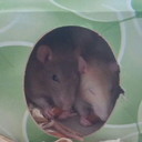 fantasiasdiurnas avatar