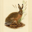 fantastic-forest avatar