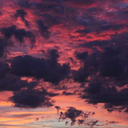 fantastic-nut-collector avatar