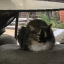 fantasticbonkcopmonger avatar