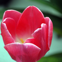 fantasticfloral avatar