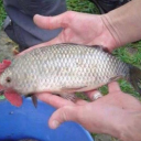 fantasticflowermongershepherd avatar