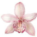 fantastickingdomflower avatar