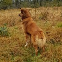 fantasticnutstarlight avatar