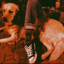 fantasticsharkstudenteclipse avatar