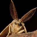 fantastictyrantmole avatar