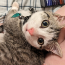 fantasydreamer avatar