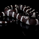 fantasywhumpenthusiast avatar