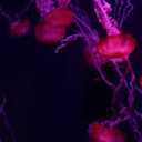 far-away-planet avatar