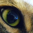 farfaleeworld avatar