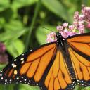 farfromrealityy avatar