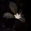 fariavenusblue avatar