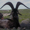 farligmidsommxr avatar