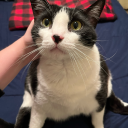 farores-oak-tree avatar