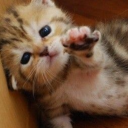 fartshitter9000 avatar