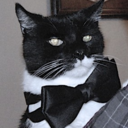 fashionable-felines avatar