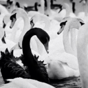 fashiondivablog avatar