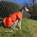 fastwhippet avatar