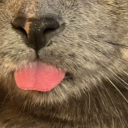 fatal-pedestrian avatar