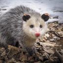 fatalistpossum avatar